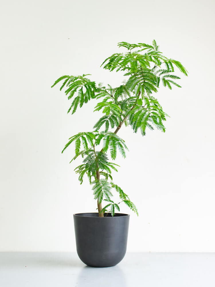 エバーフレッシュまがり