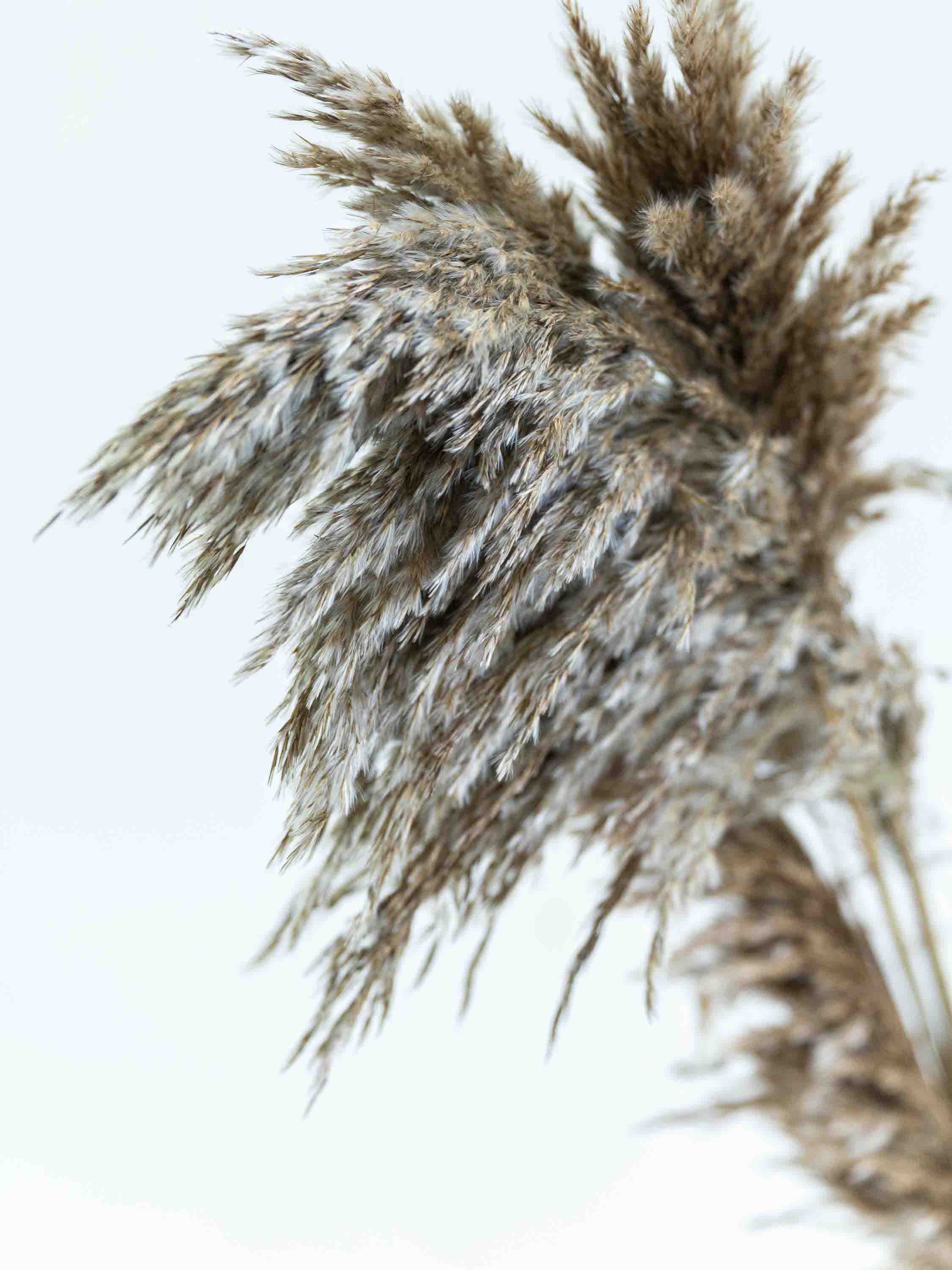 ドライ花材 プルームリード ブラウン