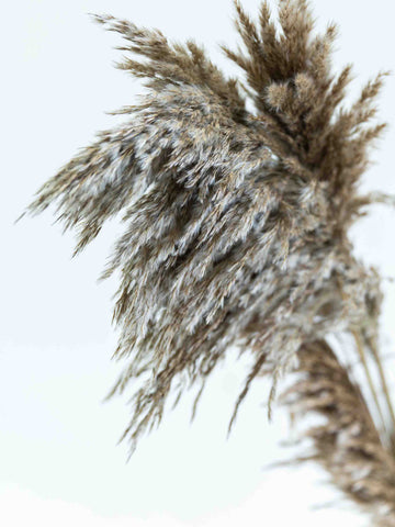 ドライ花材 プルームリード ブラウン