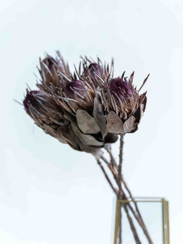 ドライ花材 プロテア シャロン