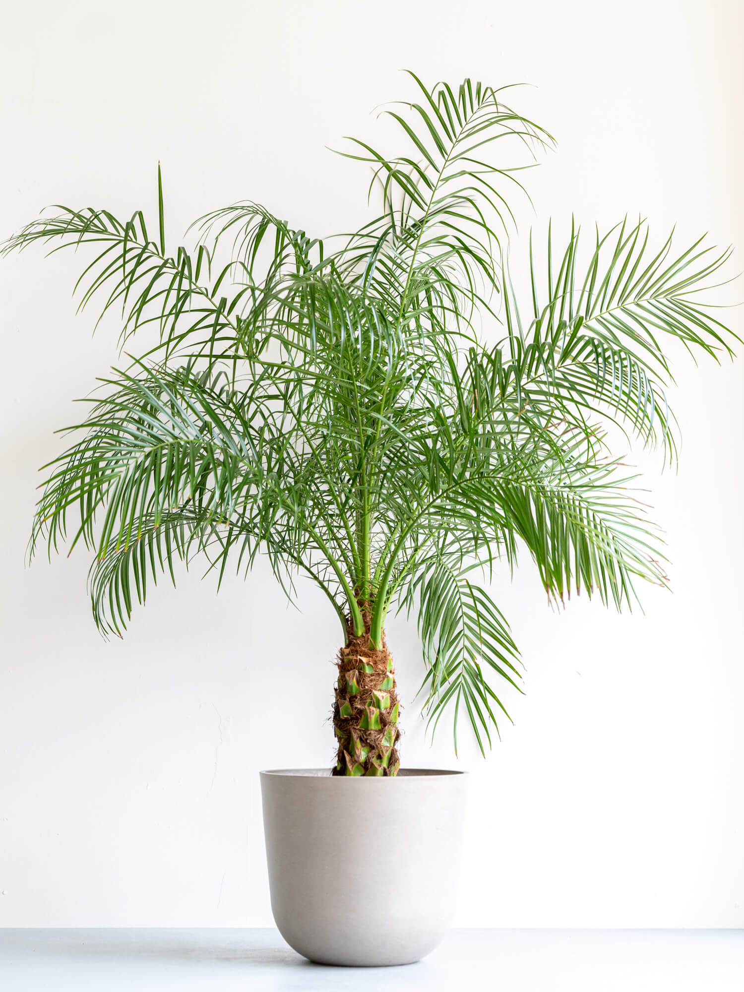 フェニックス・ロベレニー 12号12号