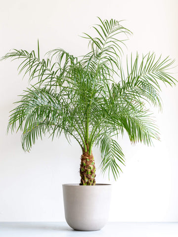 フェニックス・ロベレニー 12号