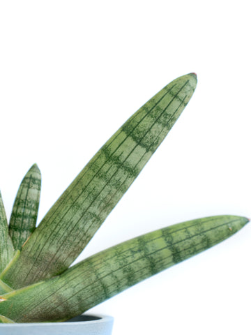 【SOW 体験ギフト】リラックスギフトセット（サンスベリア Table-S）