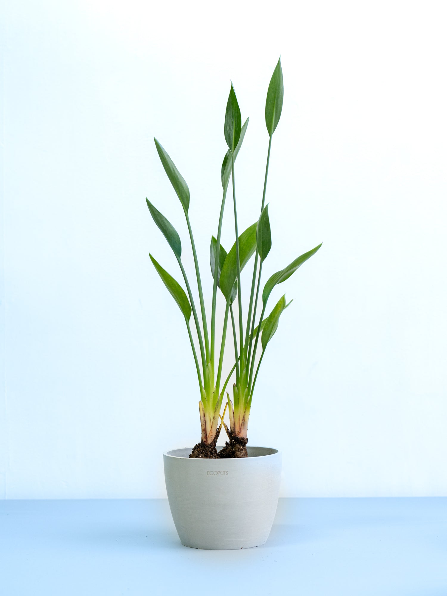 ストレリチア（極楽鳥花）5号