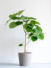 フィカス・ウンベラータ L