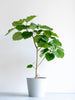フィカス・ウンベラータ L