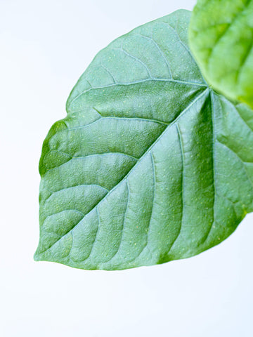 フィカス・ウンベラータ S