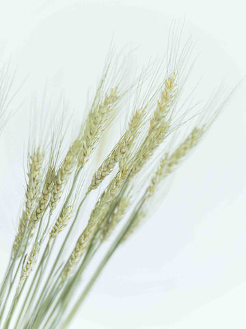 ドライ花材 小麦 ナチュラル