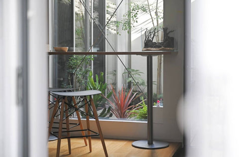 コルジリネ・オーストラリス・レッドスター S