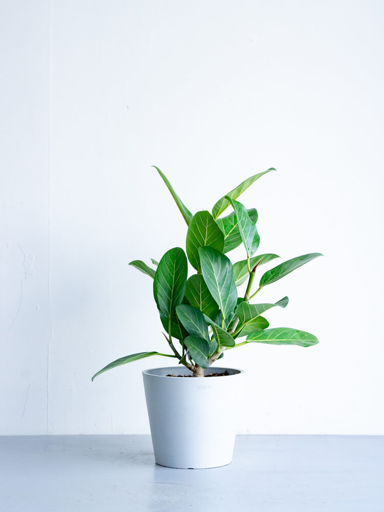 フィカス・ベンガレンシス S