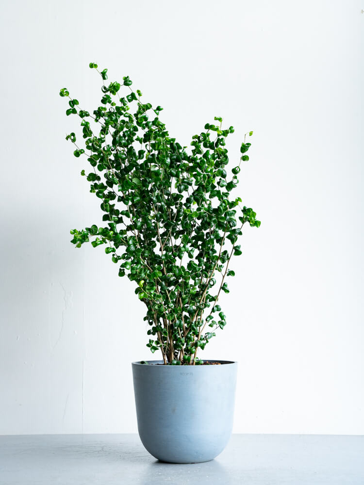 フィカス・ベンジャミン・バロック M