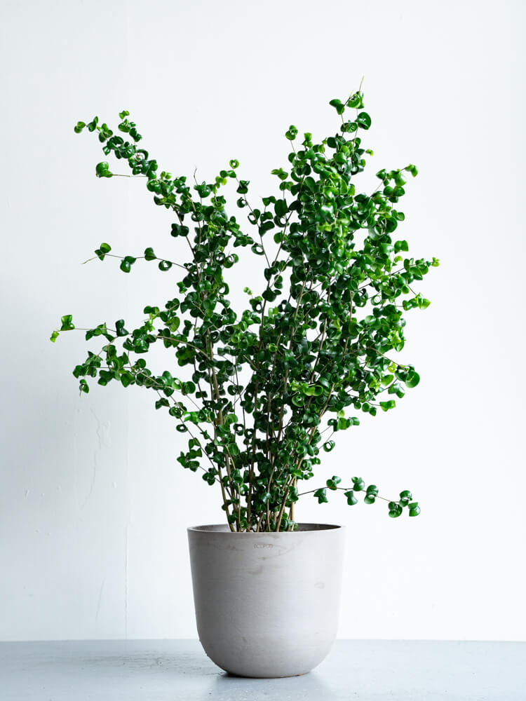 フィカス・ベンジャミン・バロック M