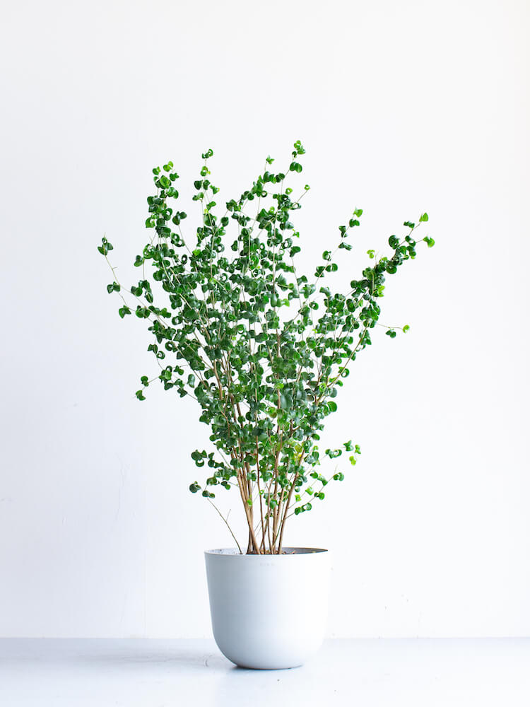 フィカス・ベンジャミン・バロック M