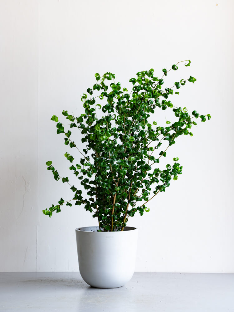 フィカス・ベンジャミン・バロック M