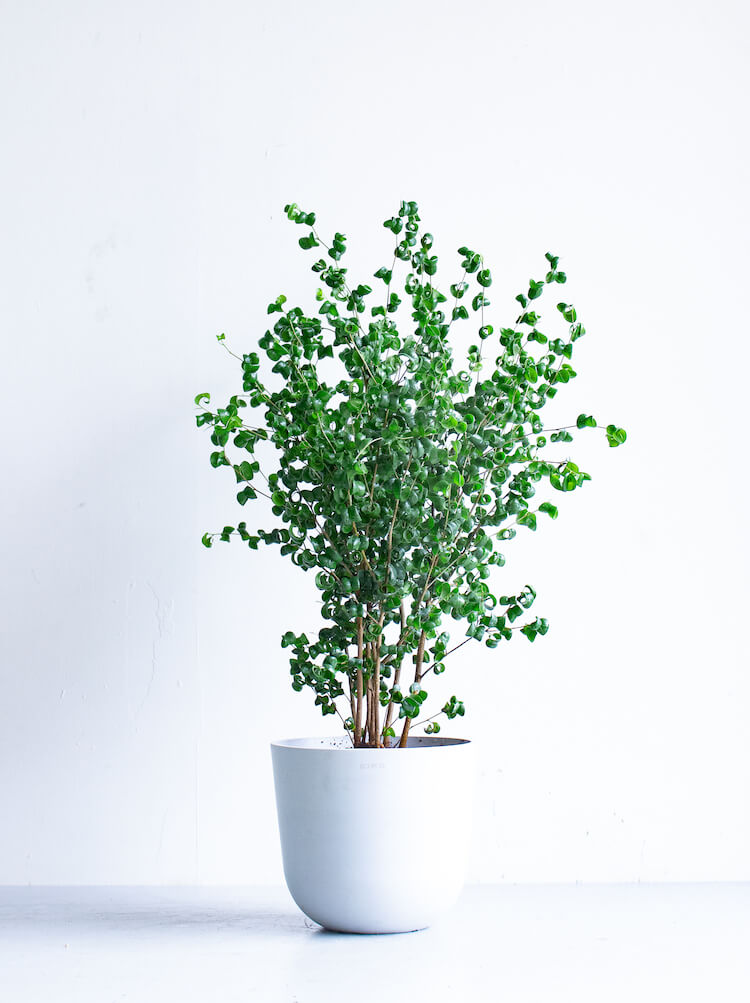 フィカス・ベンジャミン・バロック M