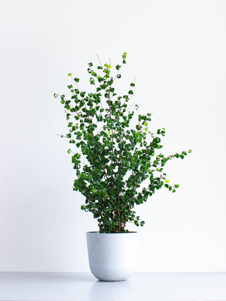 フィカス・ベンジャミン・バロック M