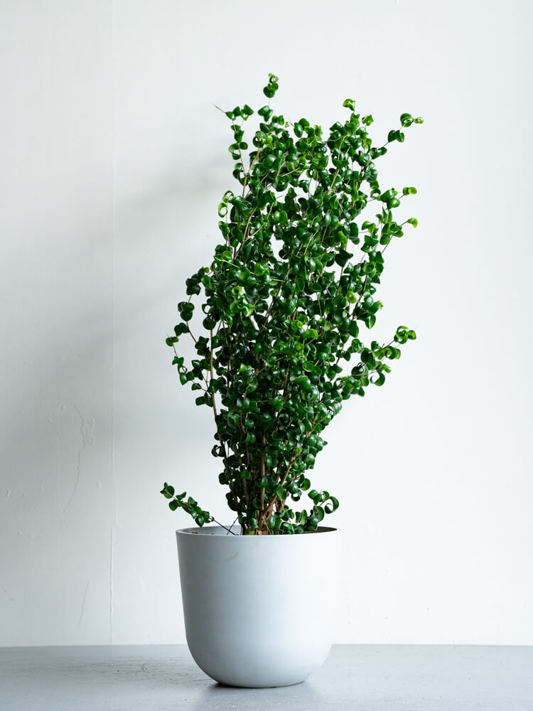 フィカス・ベンジャミン・バロック M