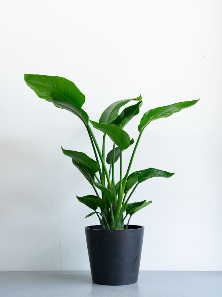 ストレリチア・オーガスタ L