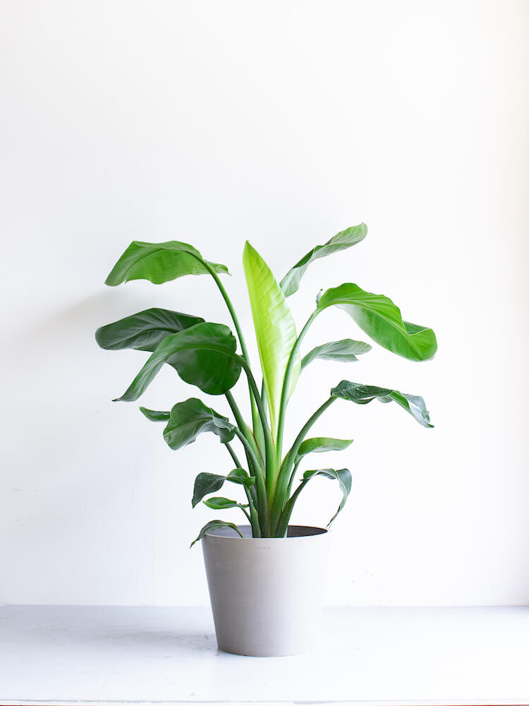 ストレリチア・オーガスタ L