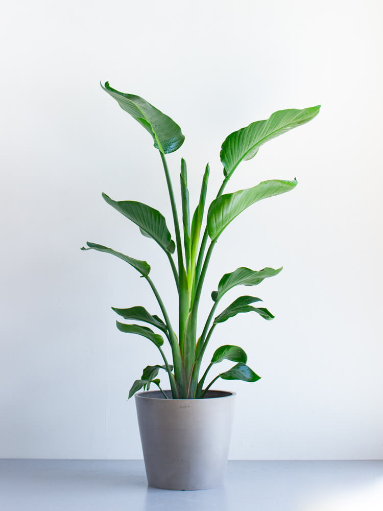 ストレリチア・オーガスタ L