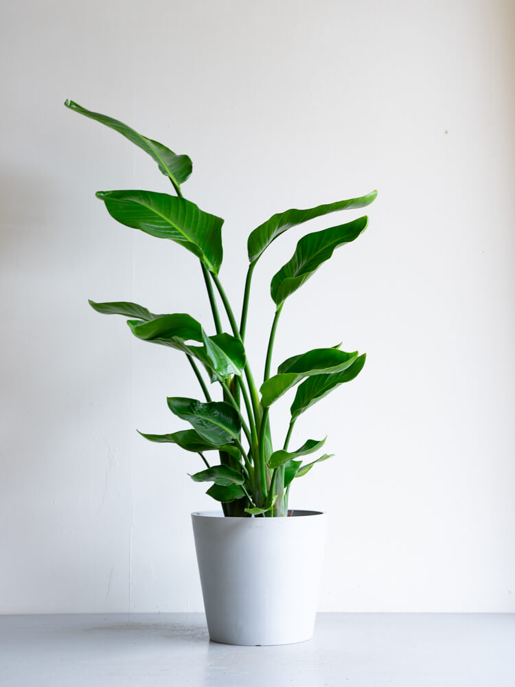 ストレリチア・オーガスタ L