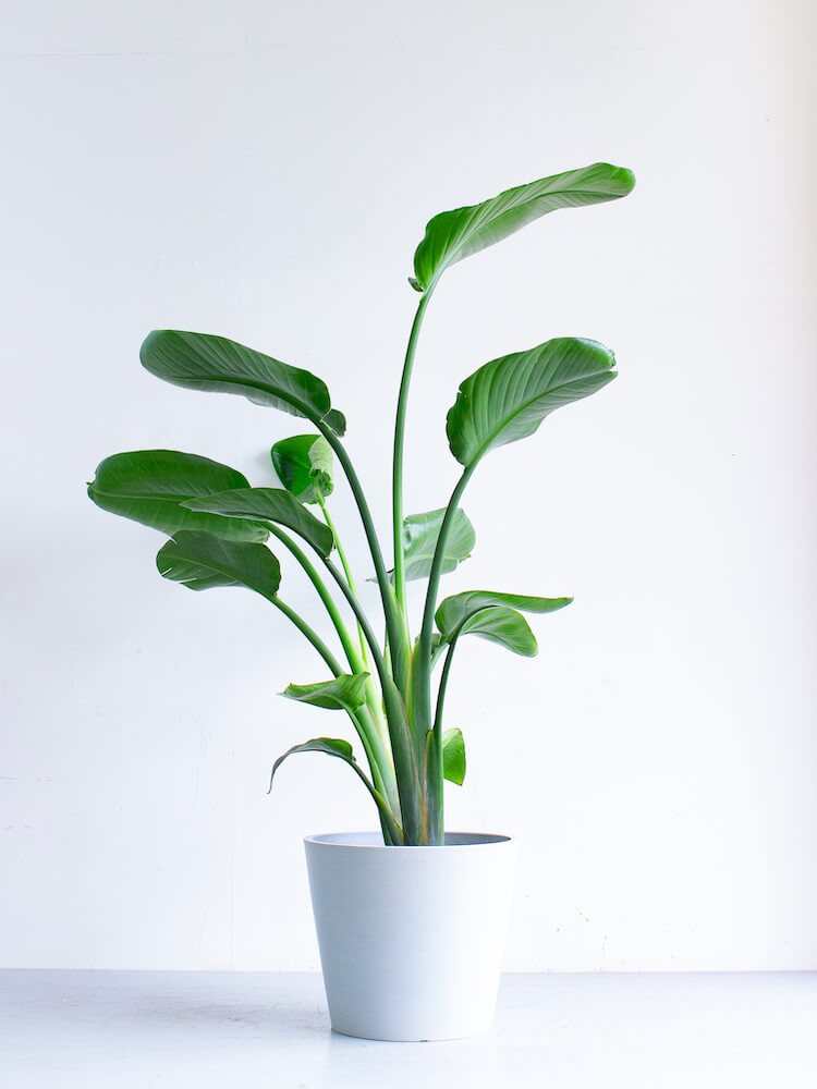 ストレリチア・オーガスタ L