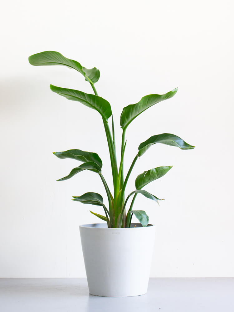 ストレリチア・オーガスタ L