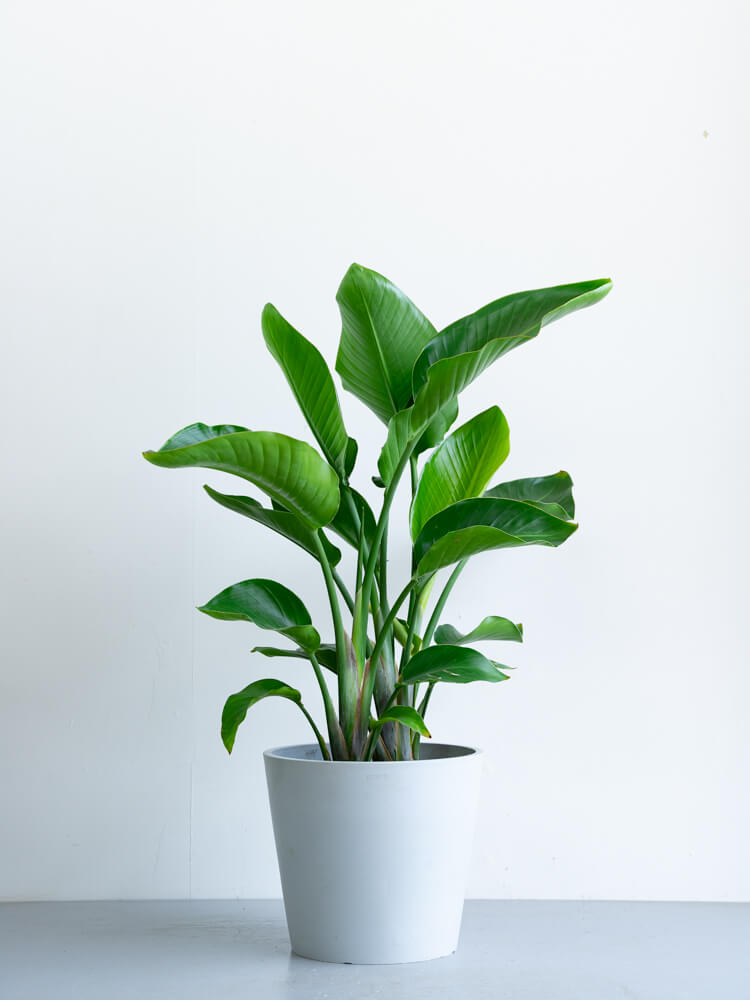 ストレリチア・オーガスタ L