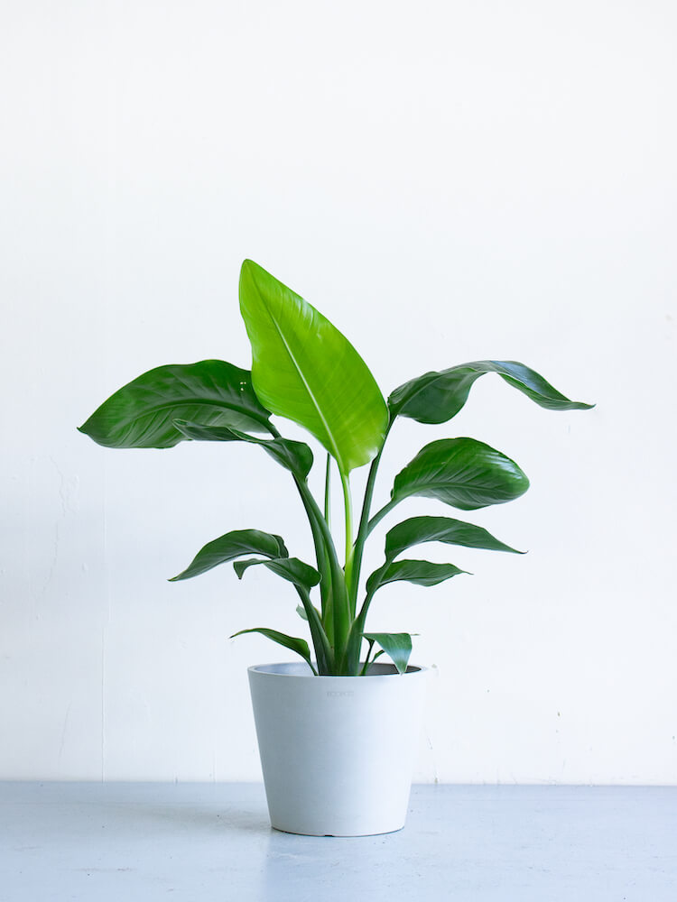 ストレリチア・オーガスタ L