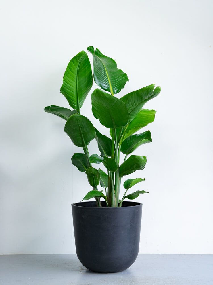 ストレリチア・オーガスタ L