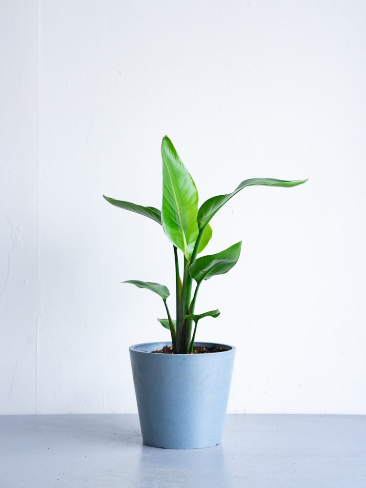 ストレリチア・オーガスタ S