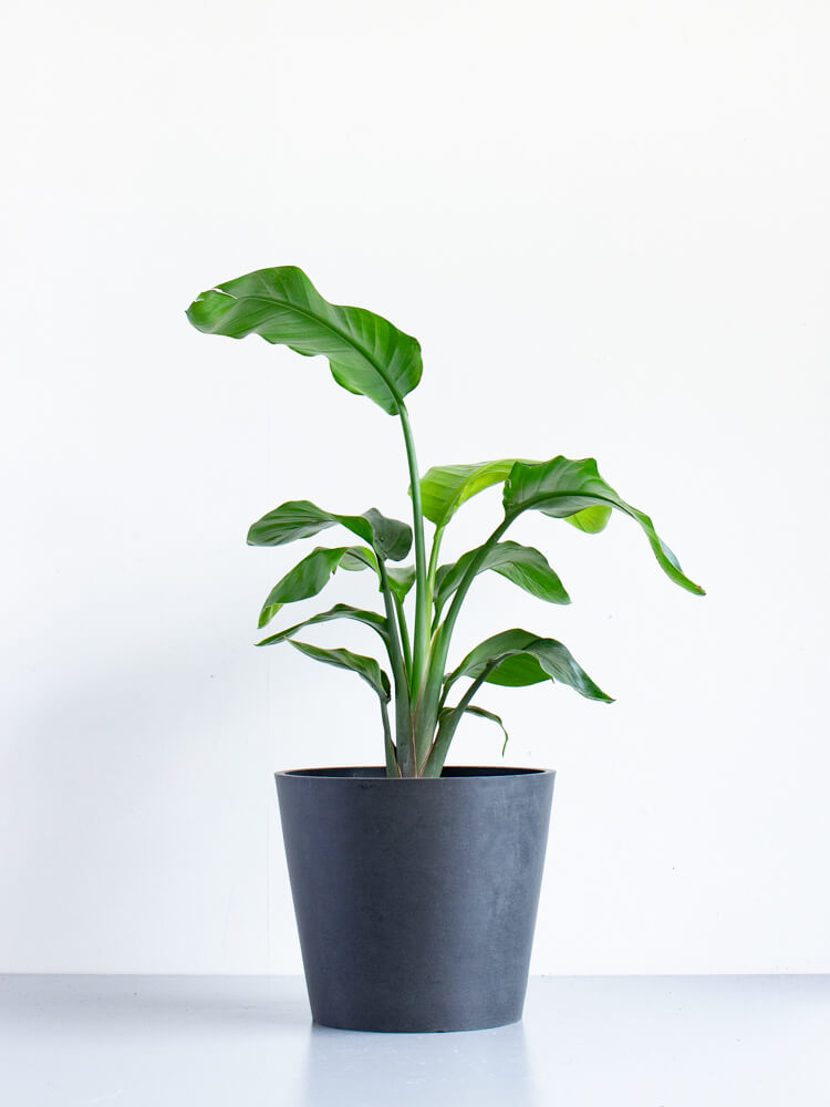 ストレリチア・オーガスタ S