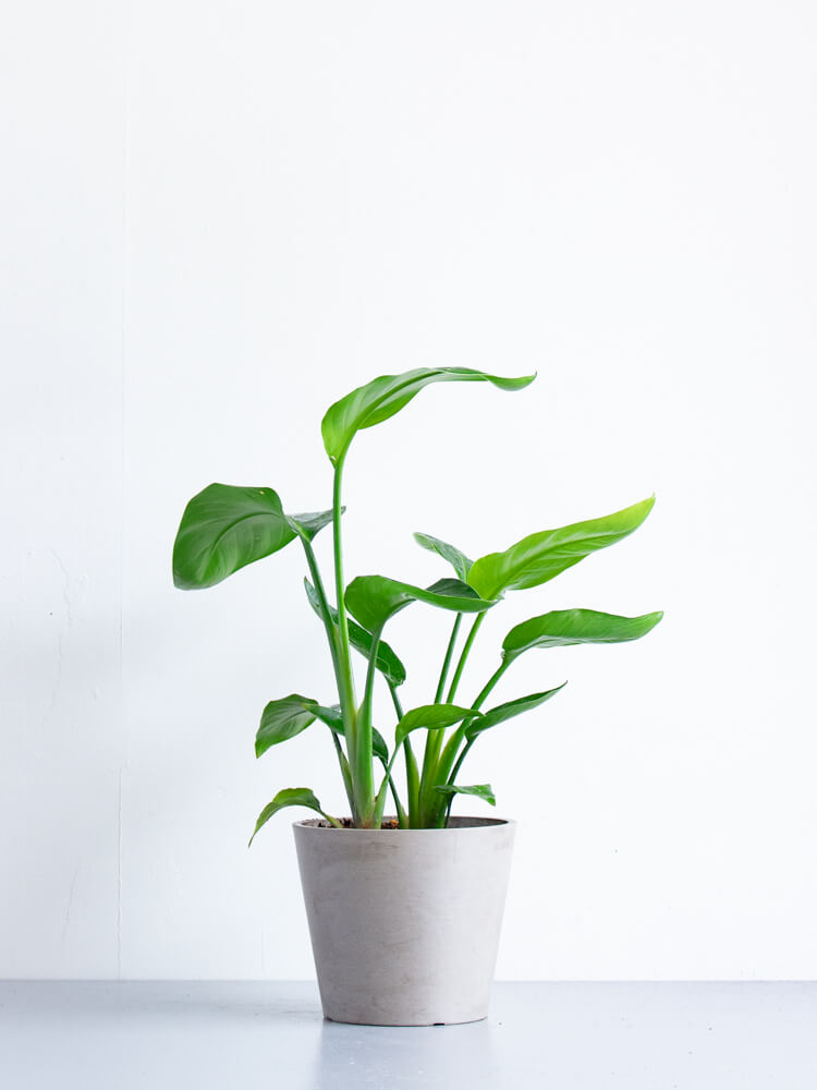 ストレリチア・オーガスタ S