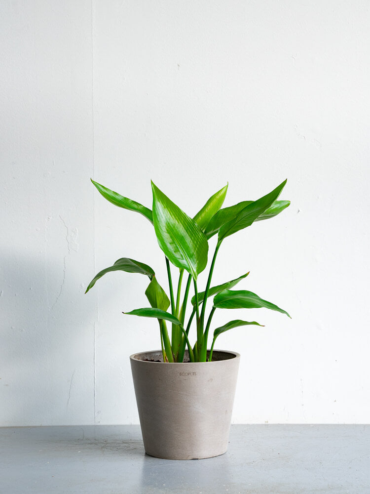 ストレリチア・オーガスタ S