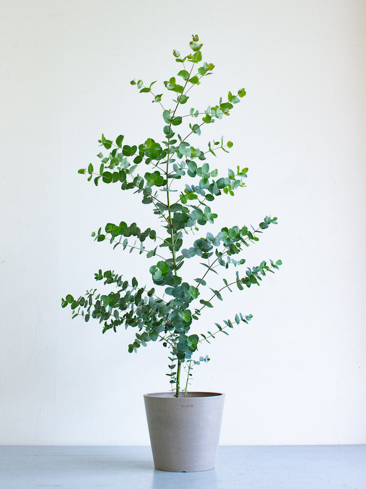 ユーカリ・グニー S