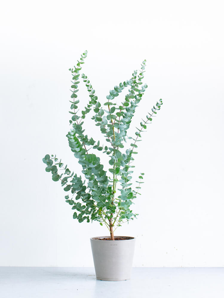 ユーカリ・グニー S