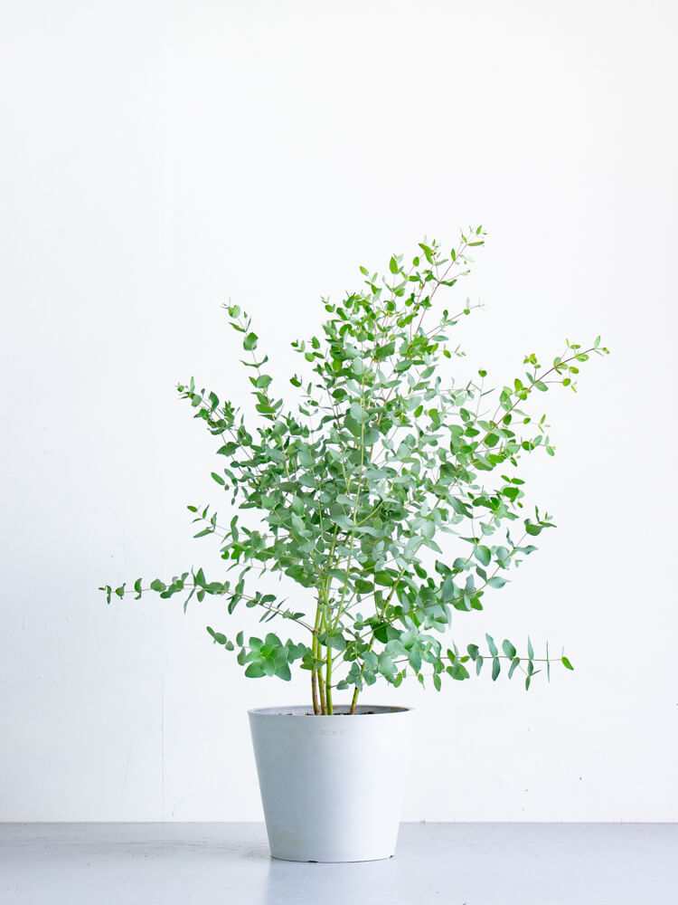 ユーカリ・グニー S