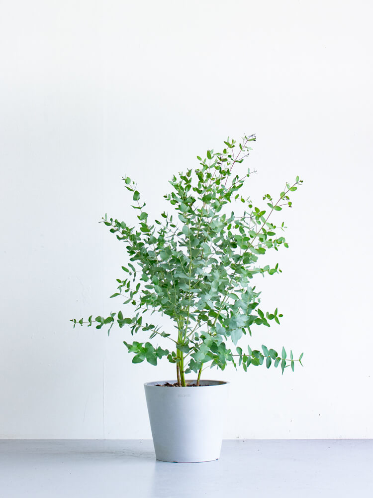 ユーカリ・グニー S