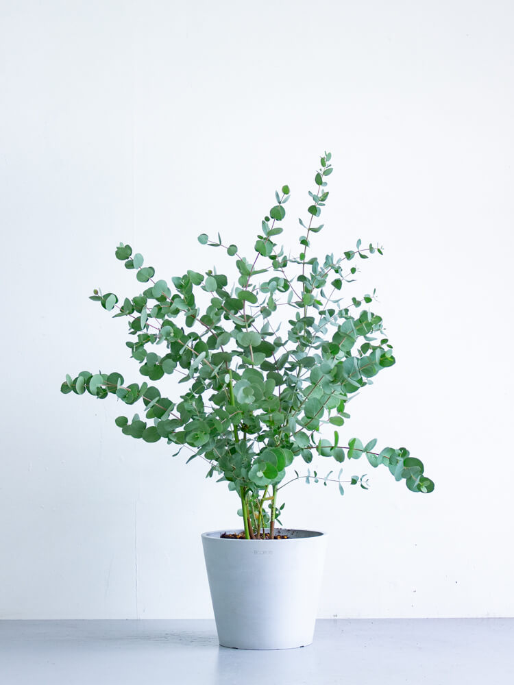 ユーカリ・グニー S