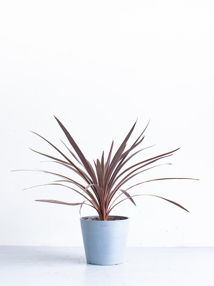 コルジリネ・オーストラリス・レッドスター S