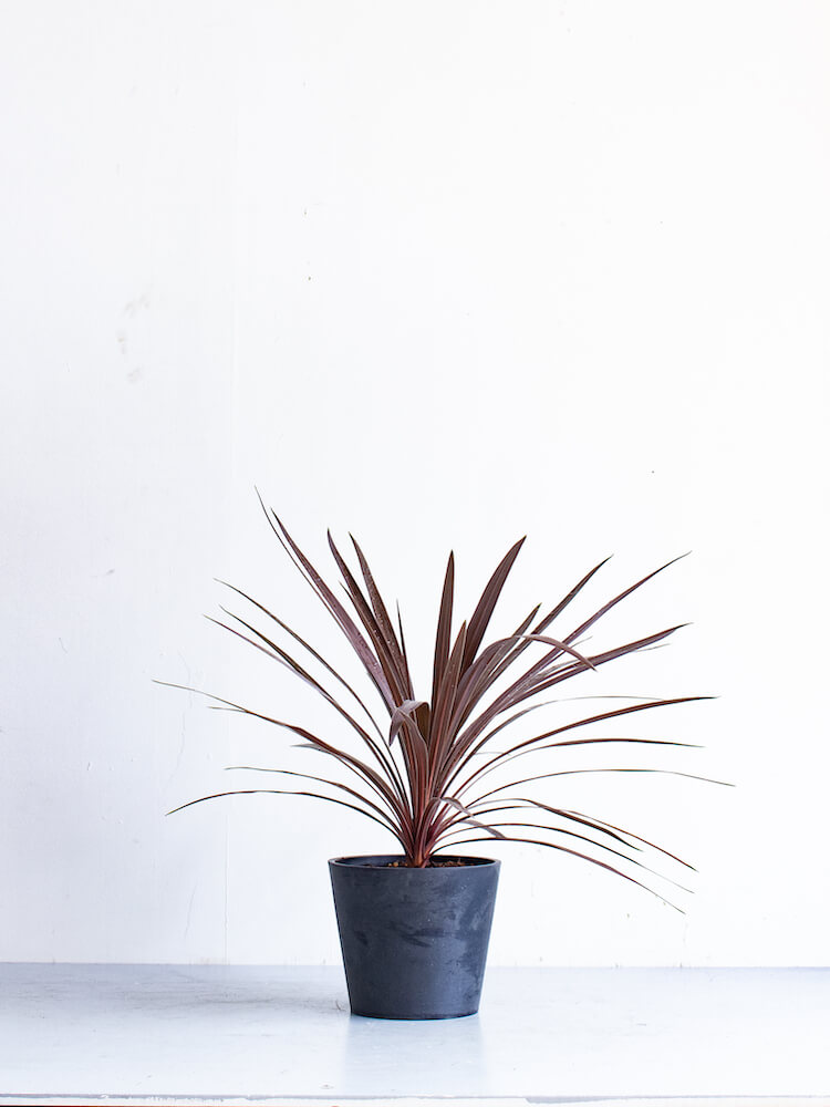 コルジリネ・オーストラリス・レッドスター S