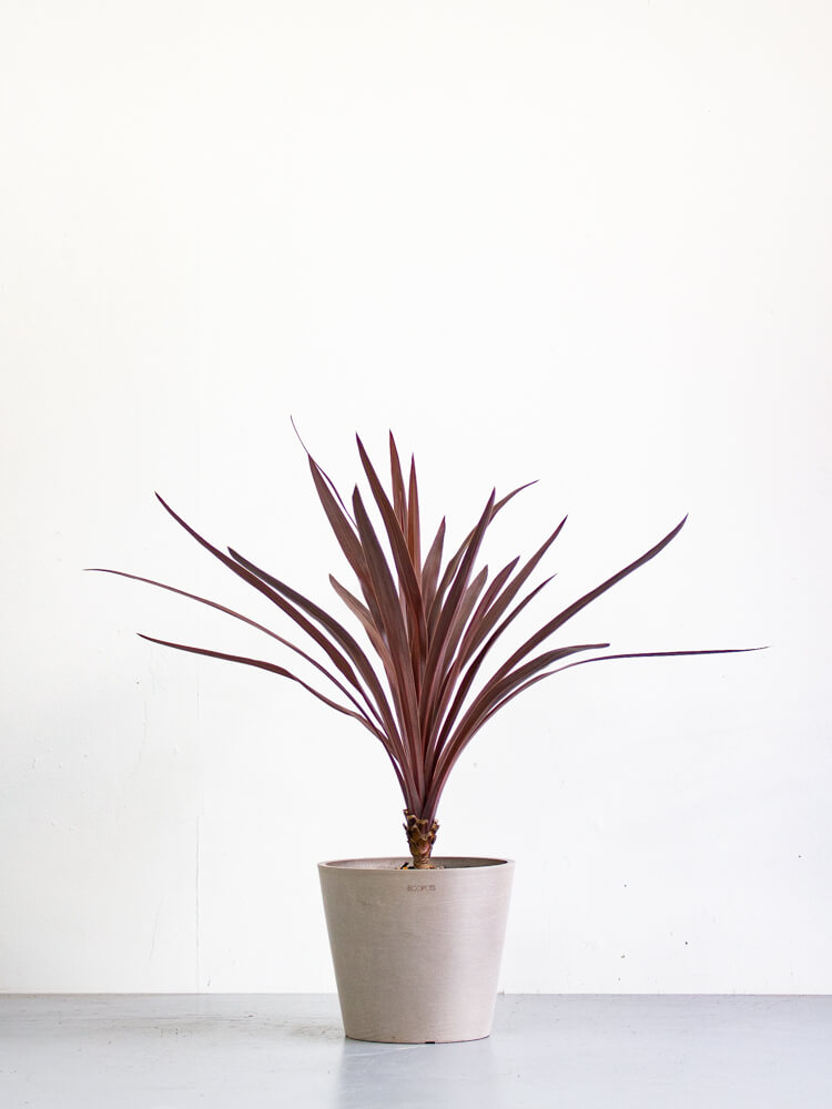 コルジリネ・オーストラリス・レッドスター S