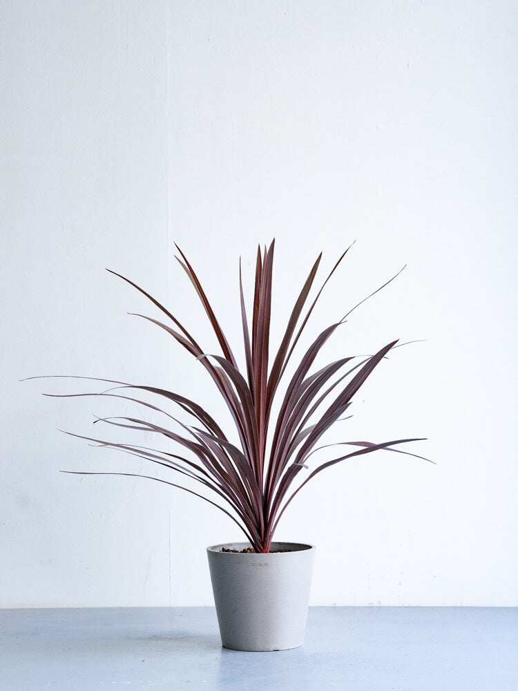 コルジリネ・オーストラリス・レッドスター S