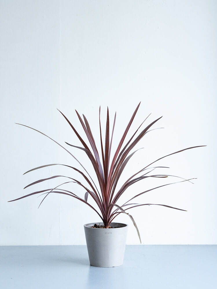 コルジリネ・オーストラリス・レッドスター S