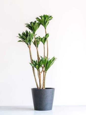 ドラセナ・デレメンシス・コンパクタ L