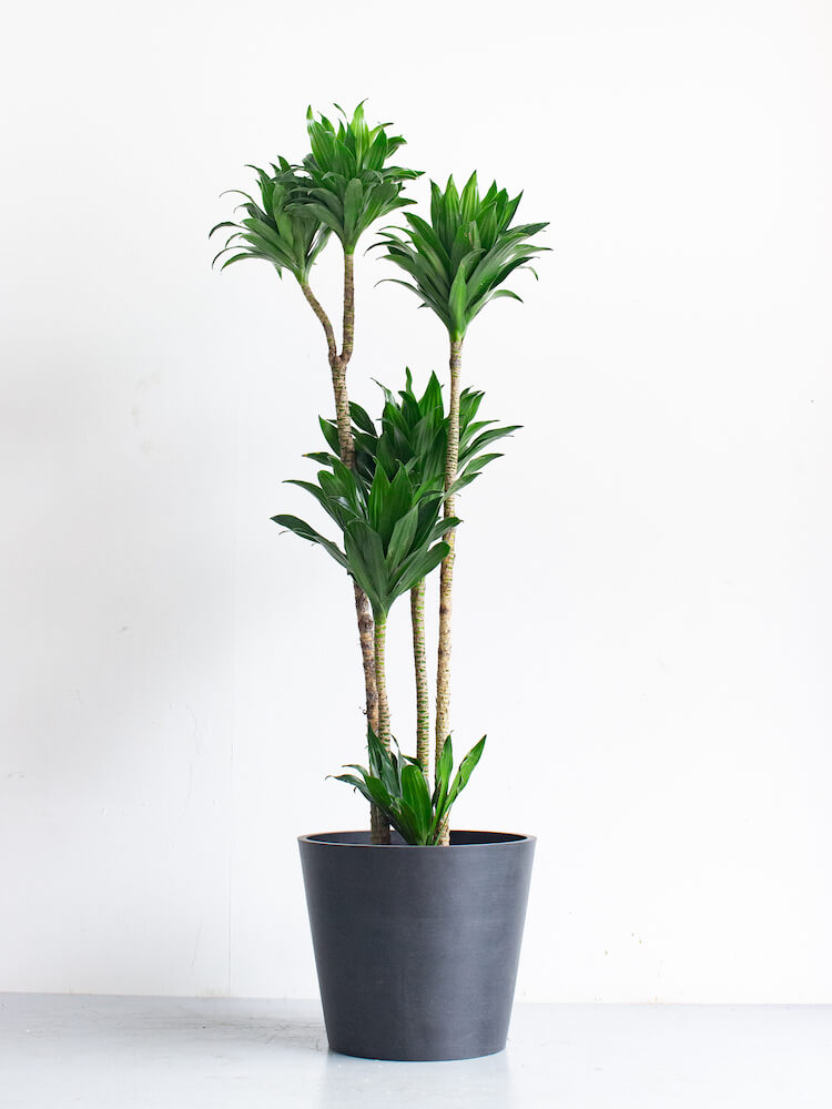 ドラセナ・デレメンシス・コンパクタ L