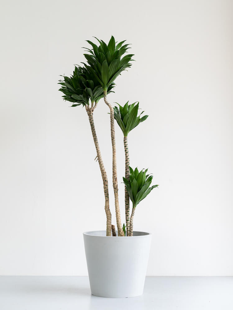 ドラセナ・デレメンシス・コンパクタ L