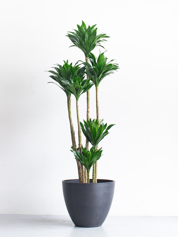 ドラセナ・デレメンシス・コンパクタ L