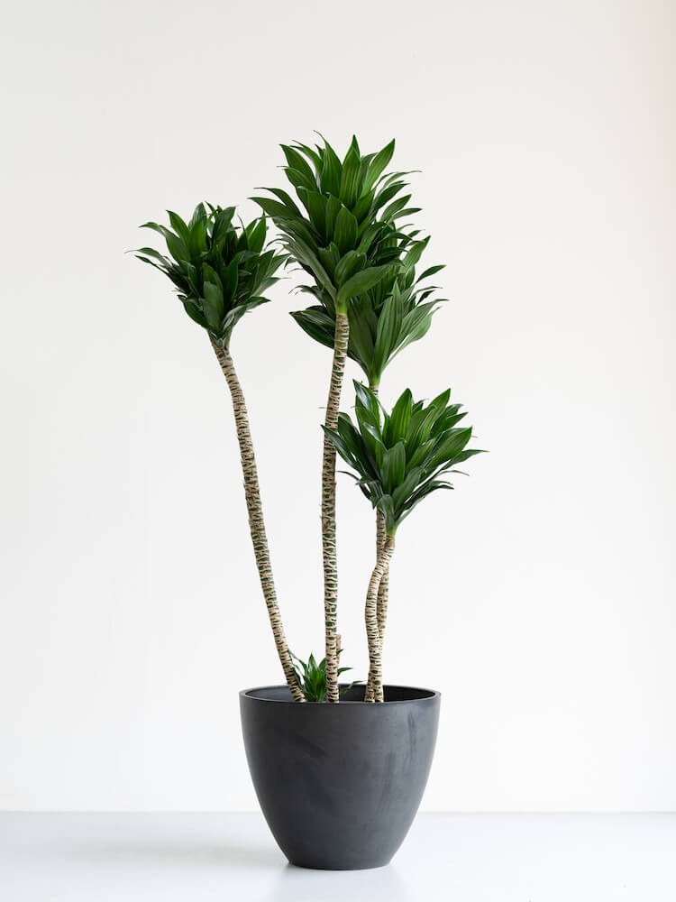 ドラセナ・デレメンシス・コンパクタ L