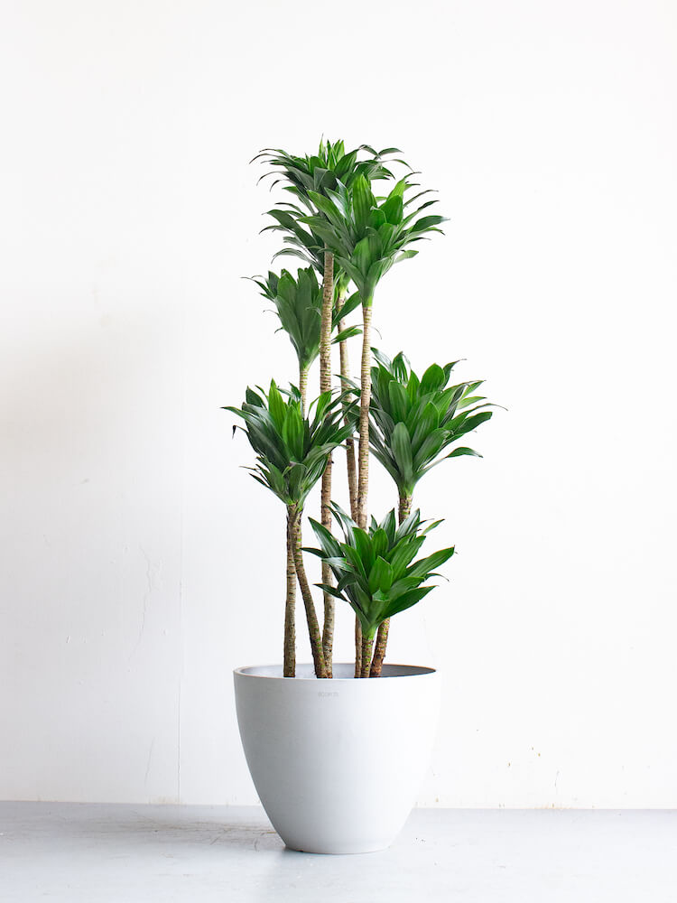 ドラセナ・デレメンシス・コンパクタ L